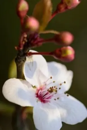 ปกนิยาย สาวน้อยร้อยรัก