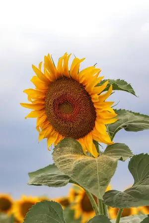 ปกนิยาย ความสงสัยของทานตะวัน