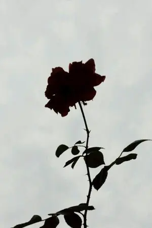 ปกนิยาย Because oF Me - เพราะฉันคนเดียว