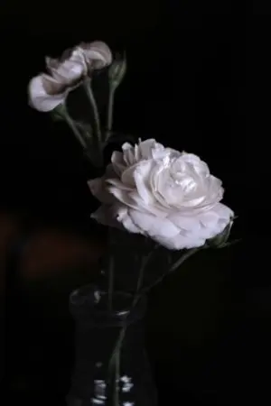 ปกนิยาย บทคร่ำครวญของหัวใจนิรันดร์ (ปกชั่วคราว)