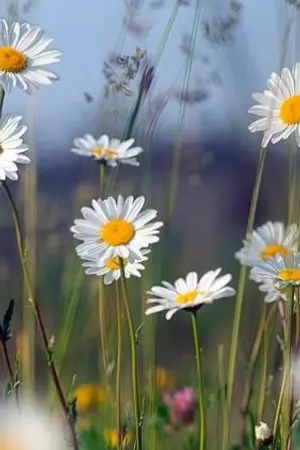 ปกนิยาย แอบชอบให้เธอรู้