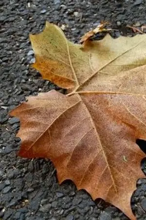 ปกนิยาย NARUTO | Autumn whisper. (OC)