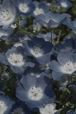 ปกนิยาย 【Starlight Sanctum for Swordsman】ความลับที่ไม่อยากบอกค่ะ