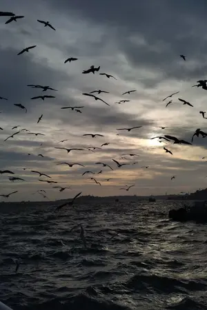 ปกนิยาย Fanfic: HQ x BSD x Oc | หมากับแมวหลงมาในดงอีกา..