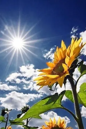 ปกนิยาย ก่อนทานตะวันจะลาจาก