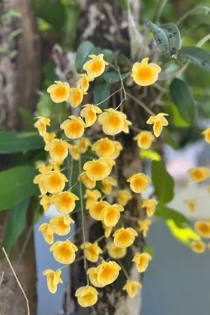 ปกนิยาย เล่ห์บุพเพ.