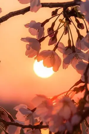 ปกนิยาย [WIND BREAKER FANFIC] รุ่งทิวาผลิบาน