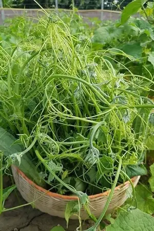 ปกนิยาย ข้ามมิติมาเป็นสาวน้อยนักปลูก