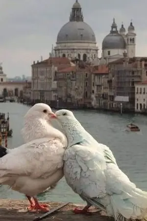 ปกนิยาย [  fanfiction Harry Potter Tom Riddle×EvaAngelica]