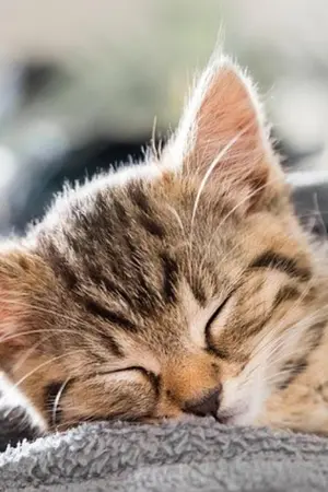 ปกนิยาย หลงฝูง