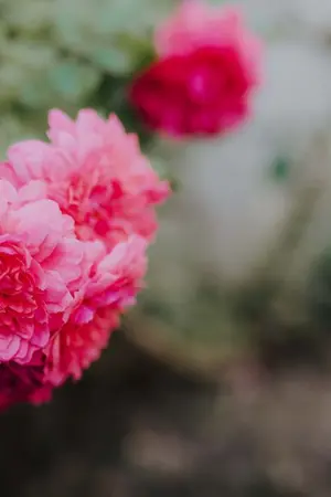 ปกนิยาย พระชายาขององค์ชายอัปลักษ์ [อ่านฟรี]