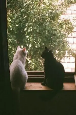 ปกนิยาย รักแท้แพ้เด็กนอก