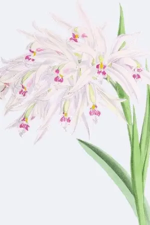 ปกนิยาย คำสุดท้ายของกล้วยไม้