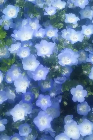 ปกนิยาย [Fic Harry Potter] Mia Randerson: Everything Is Blue