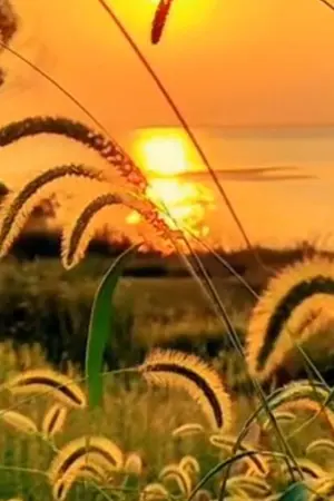 ปกนิยาย สามีเก่าหรือจะสู้สามีใหม่(อ่านฟรีจนจบ)