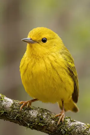 ปกนิยาย หยดหมึกจากใจ...สไตล์ anni-gemi