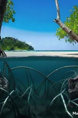 ปกนิยาย รากเร้นร่าง (The Mangrove Sanctuary)