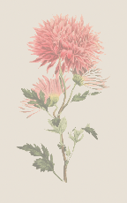 ปกนิยาย วาสนาโดดเด่น โชคชะตาสูงส่ง