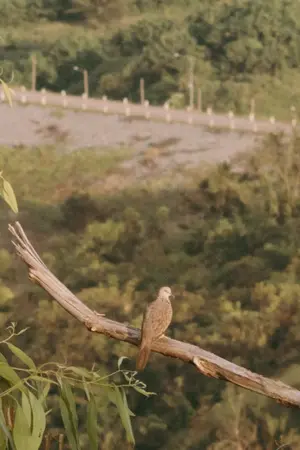 ปกนิยาย ข้อเขียนของลิง