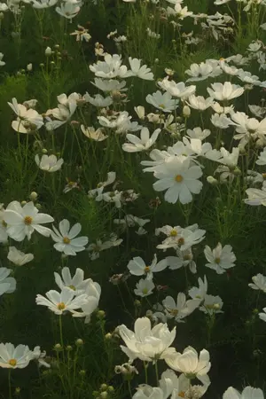 ปกนิยาย ดินเอื้อมดาว ดินดา