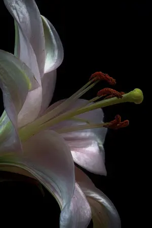 ปกนิยาย The Margariastar: a flower that never fades. #มาร์กาเรียสตาร์ดอกไม้ที่ไม่เคยร่วงโรย