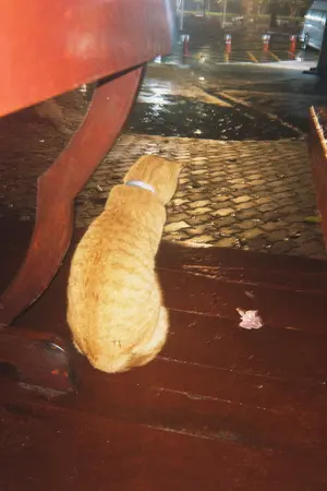 ปกนิยาย เขียนขึ้นมาในวันที่ข้าพเจ้านอนไม่หลับ