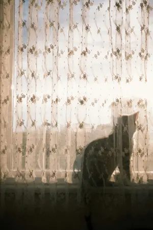 ปกนิยาย จารึกรักในม่านแมว