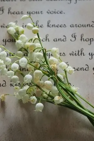 ปกนิยาย hhi