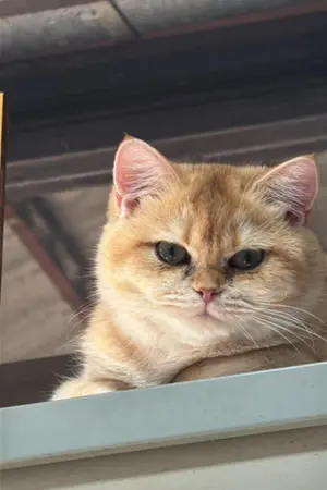 ปกนิยาย คำสัญญาแห่งรอยรั่ว