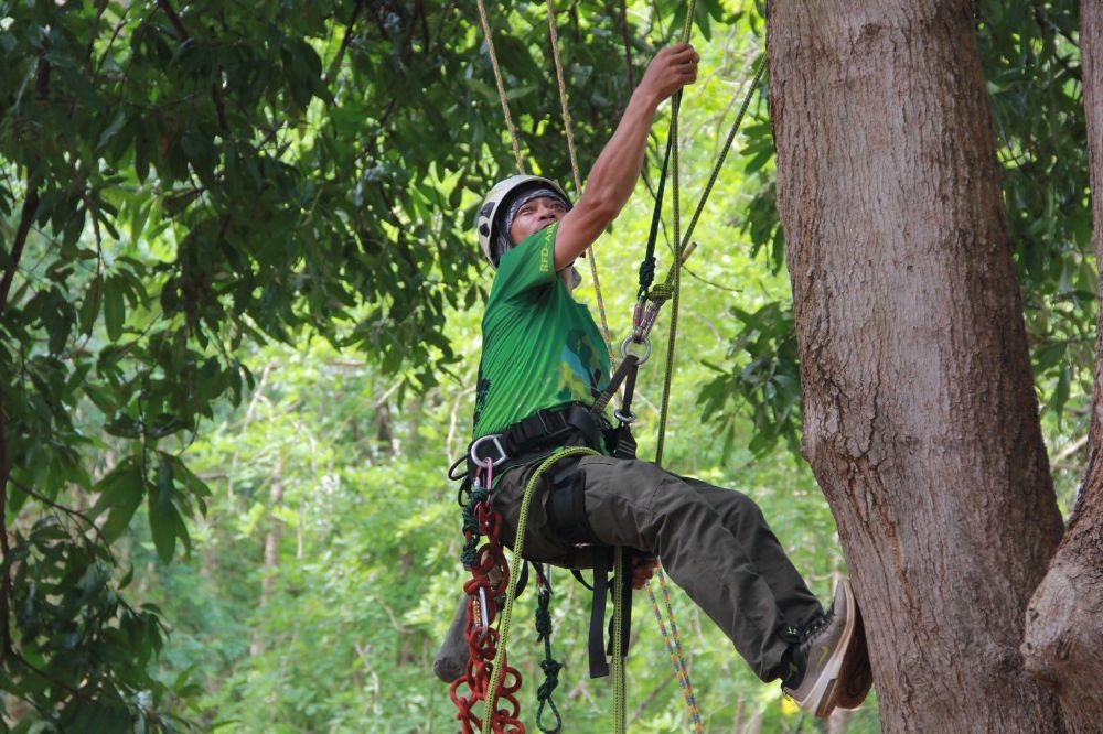 รูปจาก: https://www.facebook.com/RFD.Arborist/photos