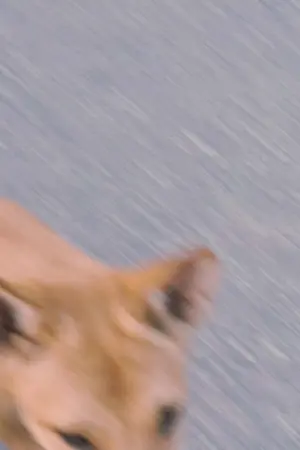 ปกนิยาย มังกรเกือบสิ้น