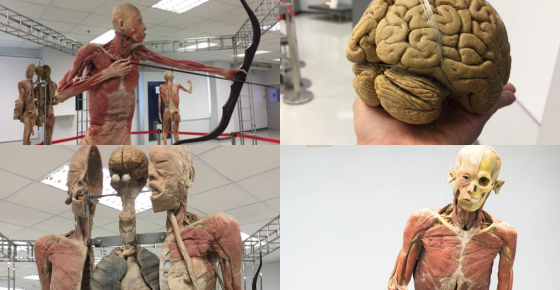 ภาพจาก https://www.dent.chula.ac.th/museums/museum-of-human-body/