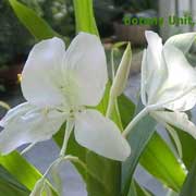 รู้จักกับหมามุ่ย