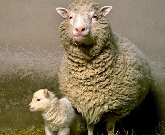 เรื่องราว "ดอลลี่" แกะโคลนนิ่งตัวแรกของโลก แต่มีอายุแค่ 6 ปี เรื่องราว "ดอลลี่" แกะโคลนนิ่งตัวแรกของโลก แต่มีอายุแค่ 6 ปี