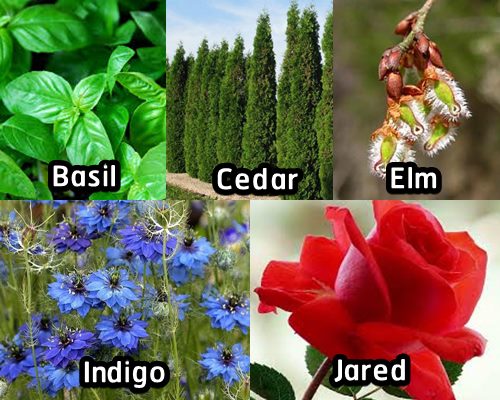 20 ชื่อคนภาษาอังกฤษที่มาจากชื่อ 'ดอกไม้แสนสวย' ทั้งเพราะและความหมายดี!