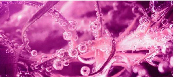 แพลงก์ตอนลากาซิลี่ แพลงก์ตอนลากาซิลี่