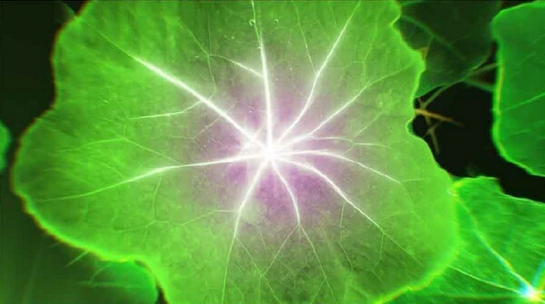 แนสเทอร์เที่ยม ออร์แกนิค แนสเทอร์เที่ยม ออร์แกนิค